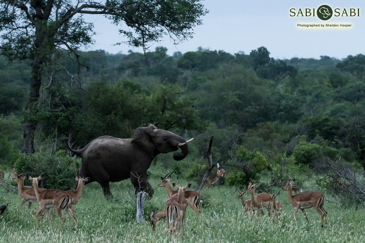 06Sheldon Hooper Mirth 26 01 17 Final