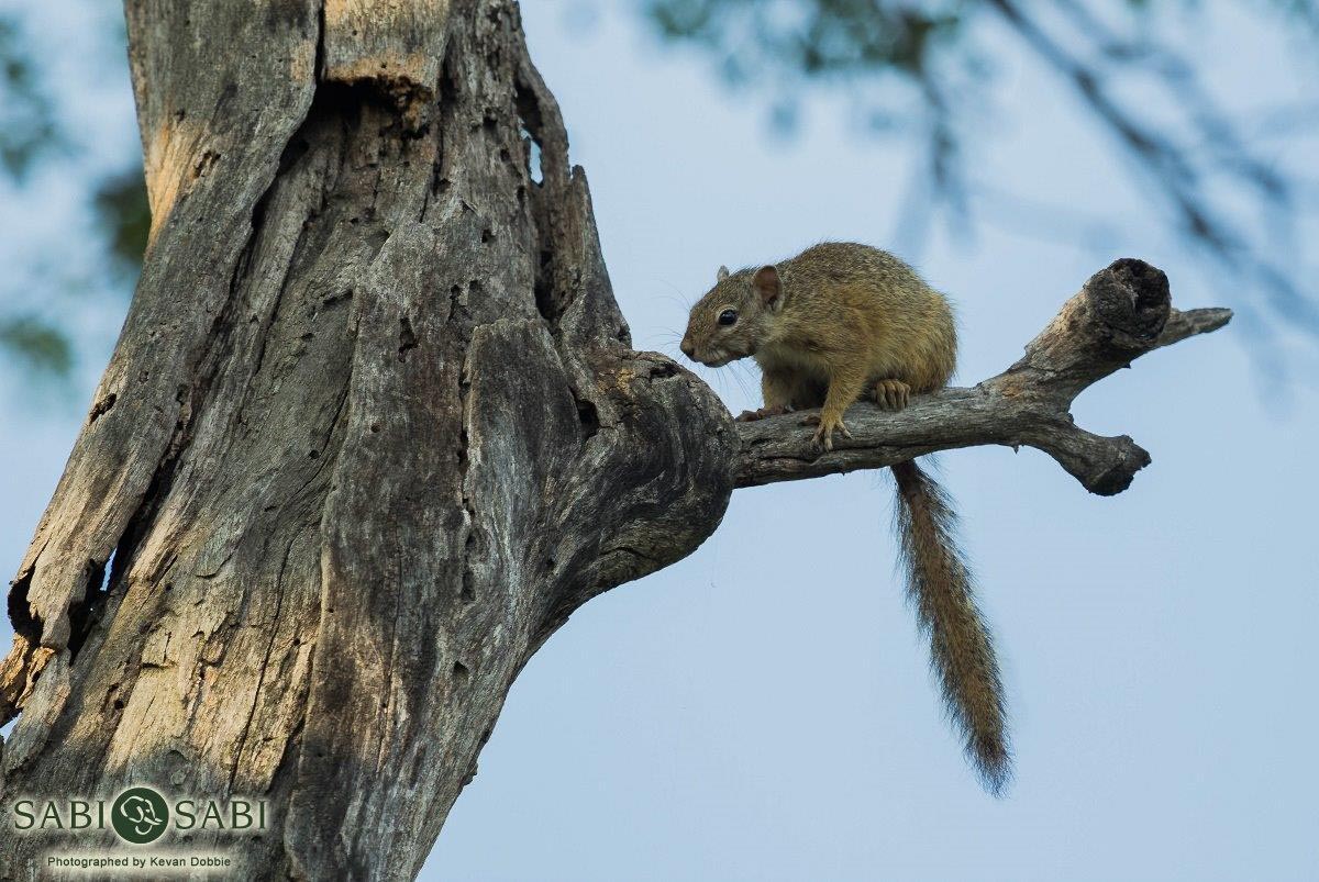 12Kevan Dobbie Tree Squirrel Final 12Kevan Dobbie Tree Squirrel Final