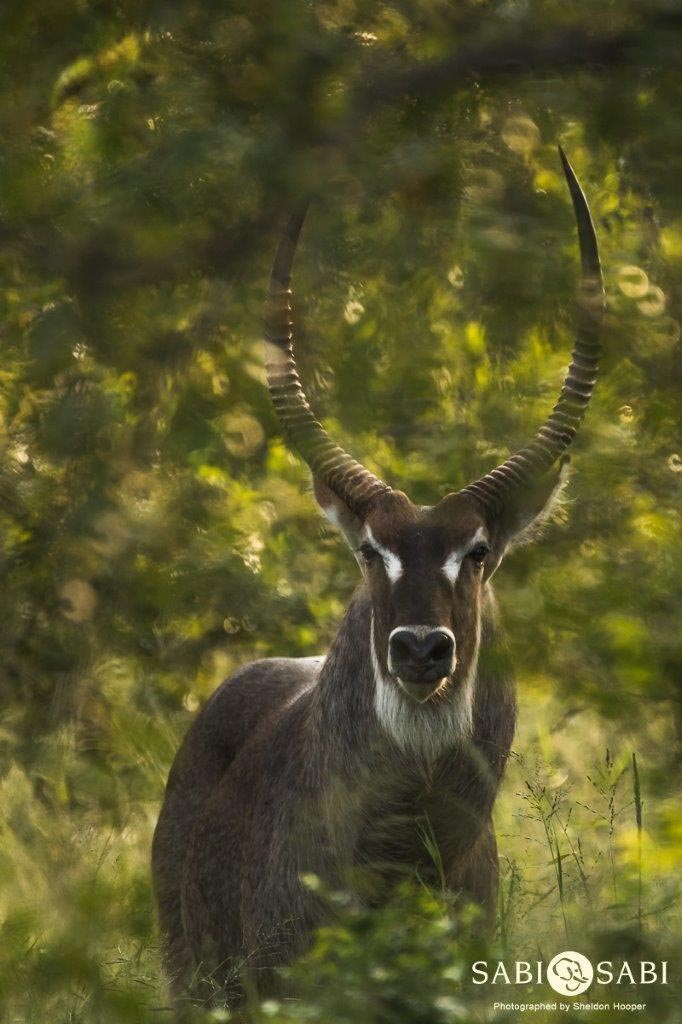15Sheldon Hooper Waterbuck 07 03 17 Final 15Sheldon Hooper Waterbuck 07 03 17 Final