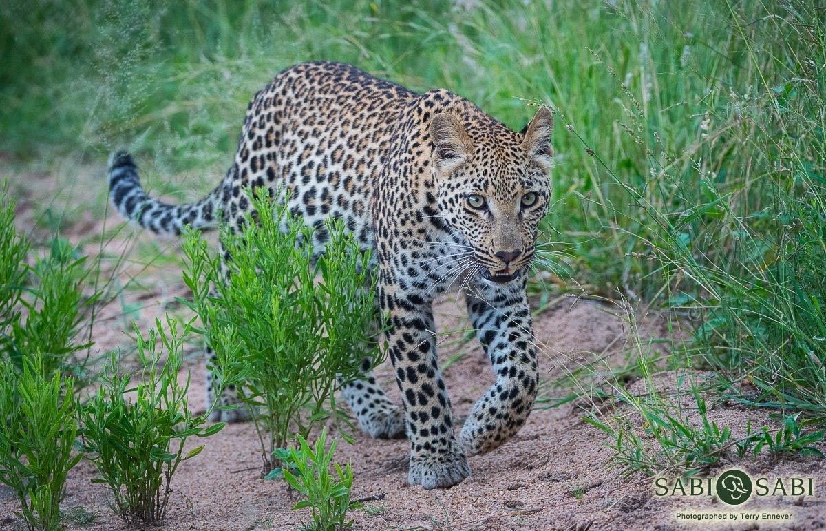 18Terry Ennever LBC And Cub 25217 1 Final