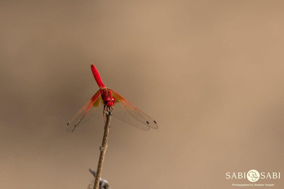 30Sheldon Hooper Dragonfly Final 30Sheldon Hooper Dragonfly Final