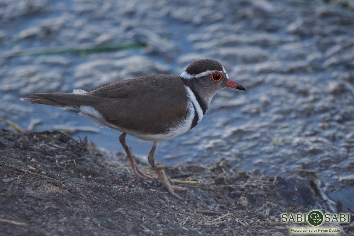 31Kevan Dobbie 3 Banded Plover Final 31Kevan Dobbie 3 Banded Plover Final