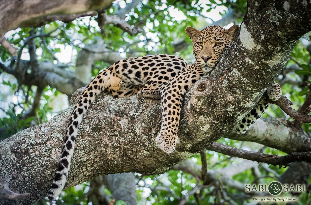 31Terry Ennever White Dam Male 28317 4 Final