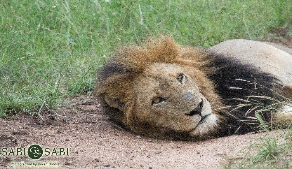 32Kevan Dobbie Matshipiri 2