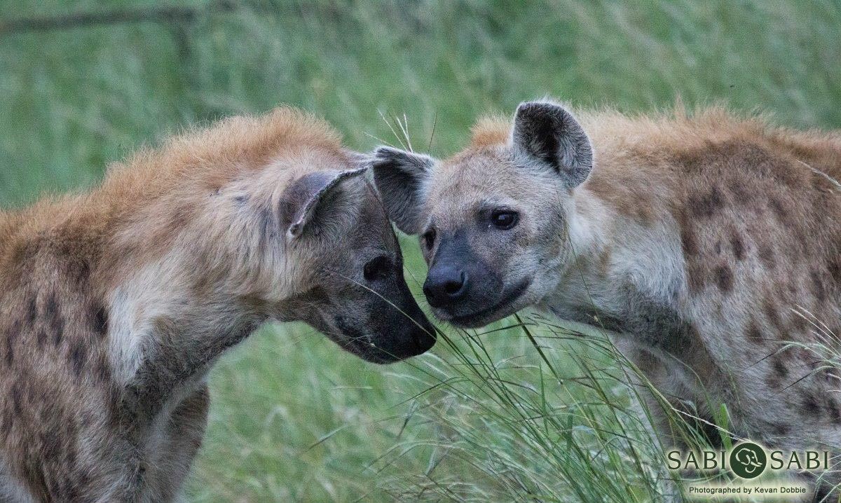 37Kevan Dobbie 2 Hyena Final 37Kevan Dobbie 2 Hyena Final