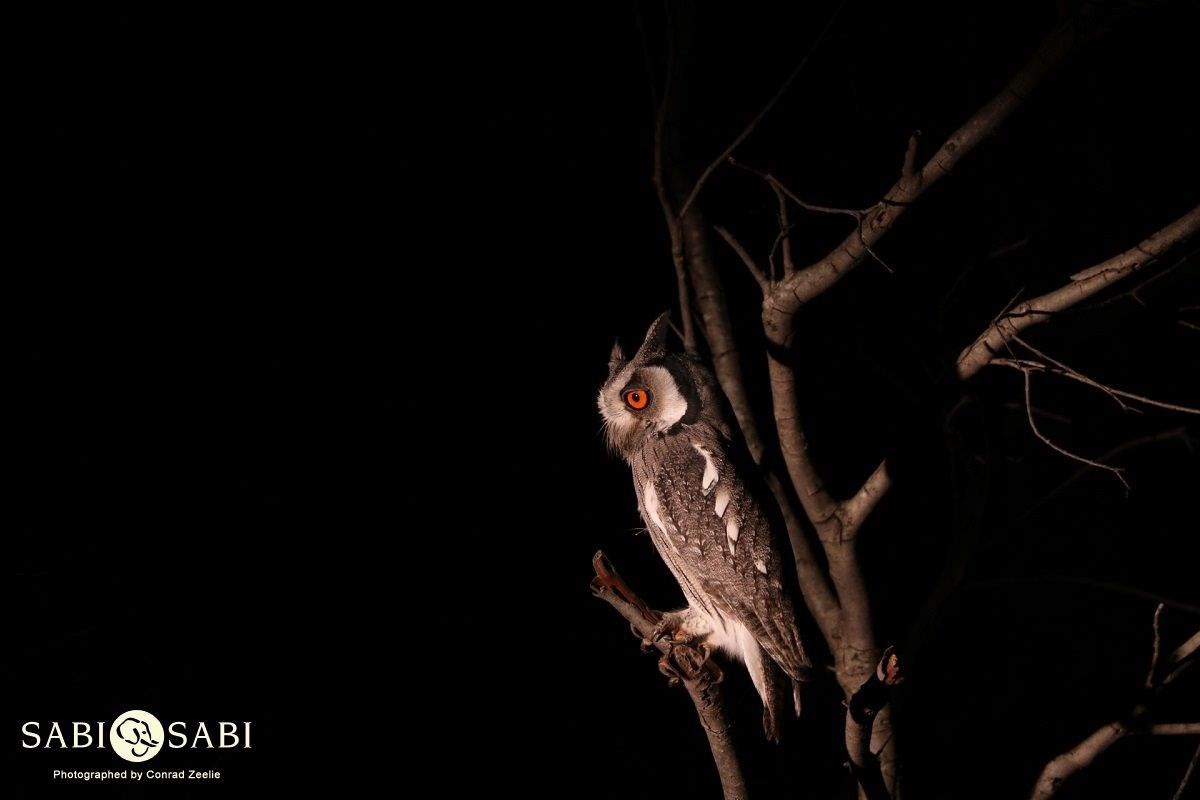 39Conrad Zeelie Southern White Faced Owl Final 39Conrad Zeelie Southern White Faced Owl Final