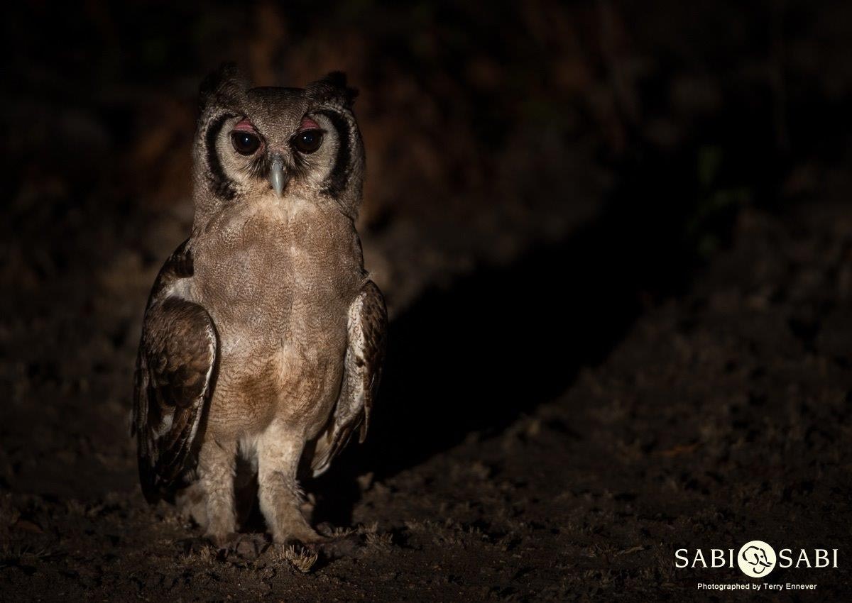 40Terry Ennever Vereauxs Eagle Owl Final 40Terry Ennever Vereauxs Eagle Owl Final