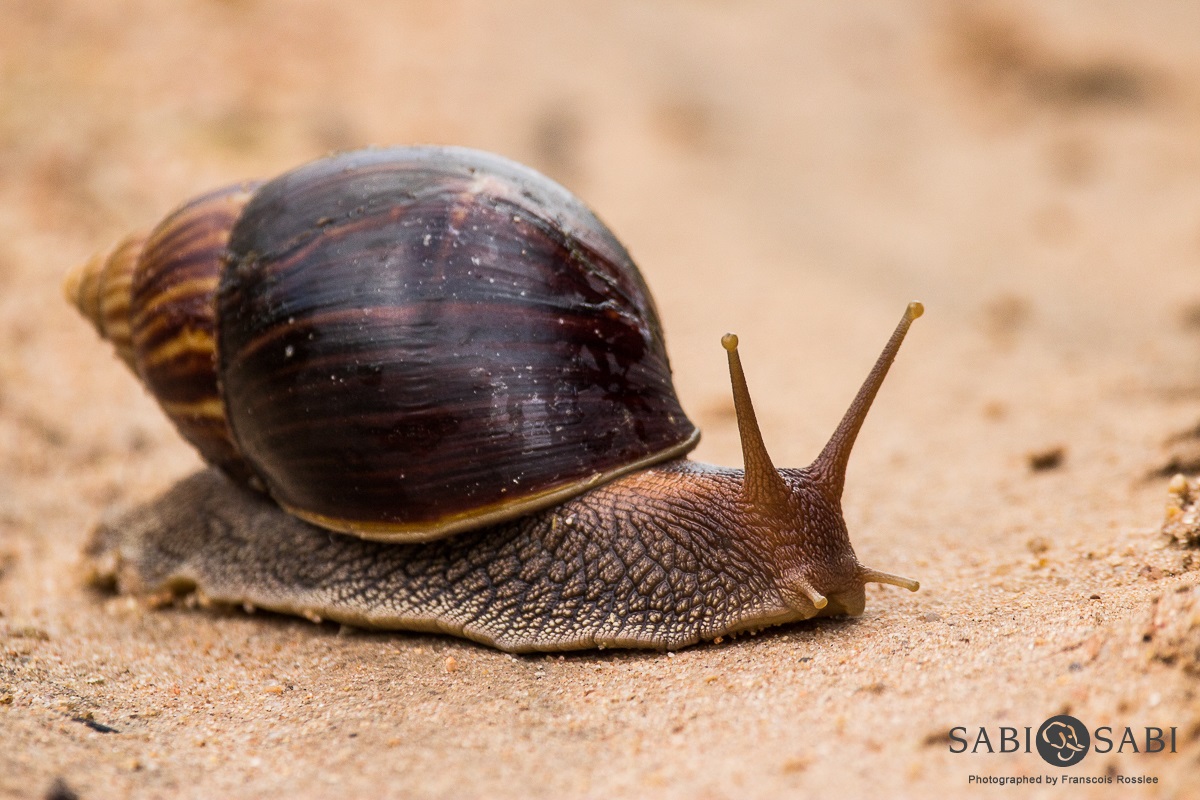Franscois Rosslee Snail Final Franscois Rosslee Snail Final