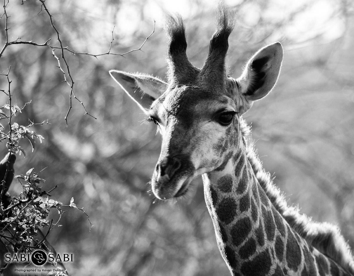 05Kevan Dobbie Giraffe Calf Final 05Kevan Dobbie Giraffe Calf Final