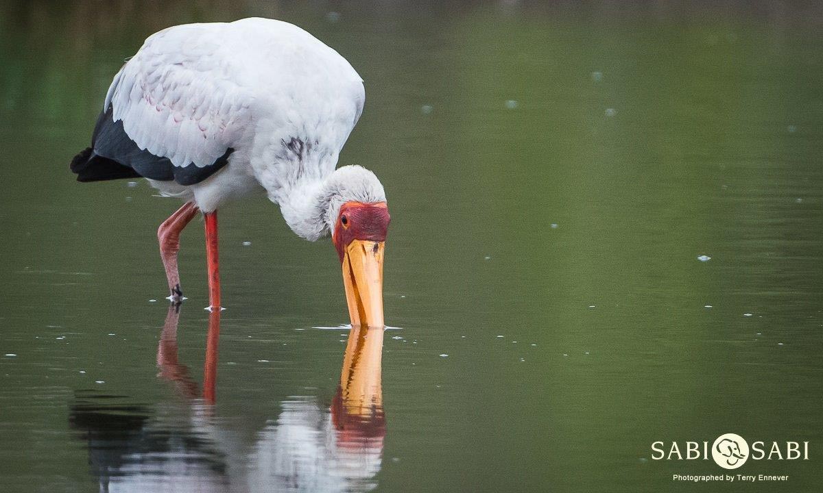 08Terry Ennever Yellow Billed Stork Final 08Terry Ennever Yellow Billed Stork Final