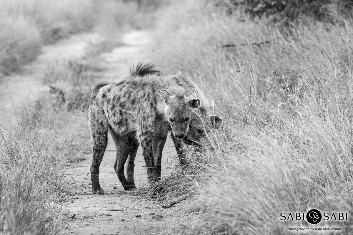 10Kyle 10 March Hyena Inter 4 Final 10Kyle 10 March Hyena Inter 4 Final