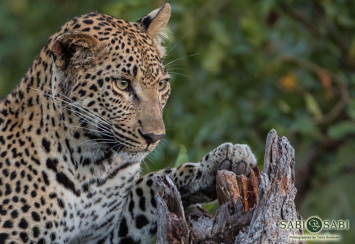 26Terry Ennever LBC Cub 8417 Final