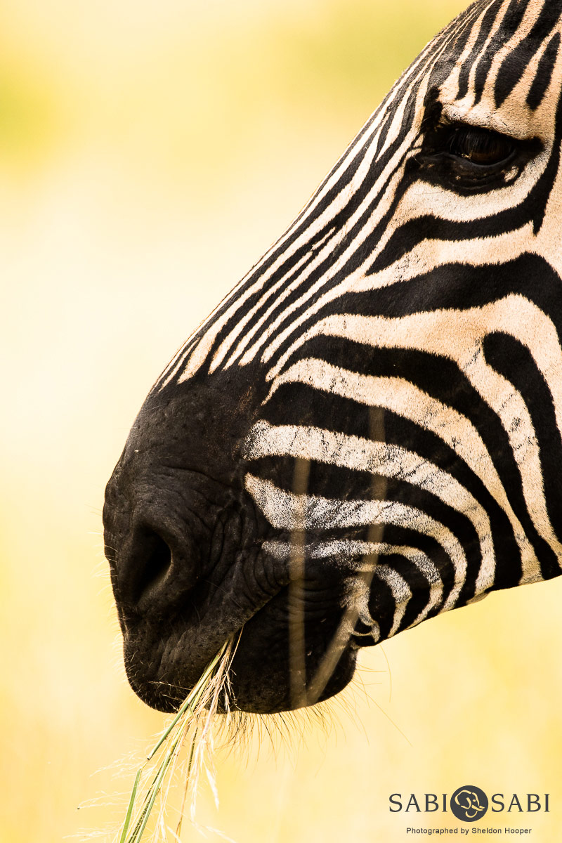 28 Sheldon Hooper Zebra 18 04 17n