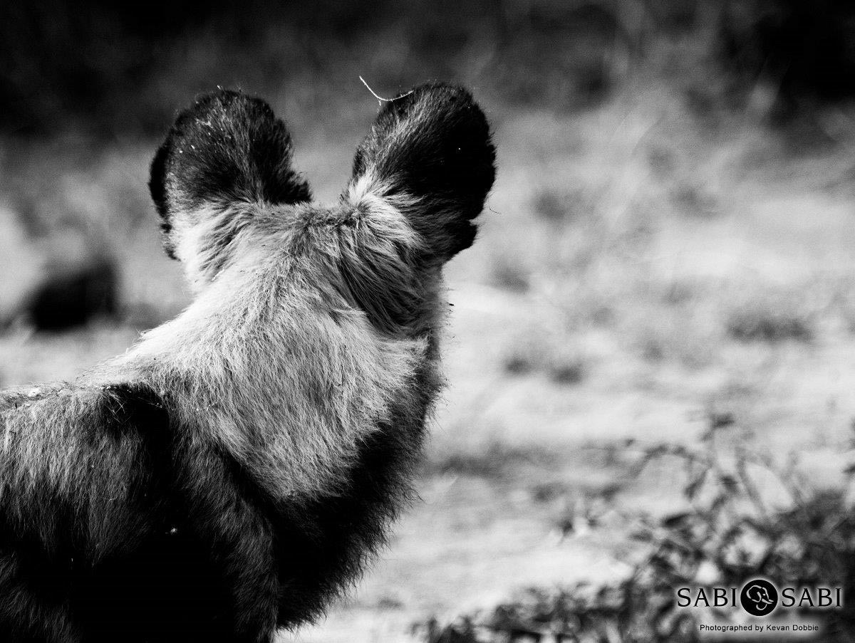 35Kevan Dobbie W Dog 02 Final