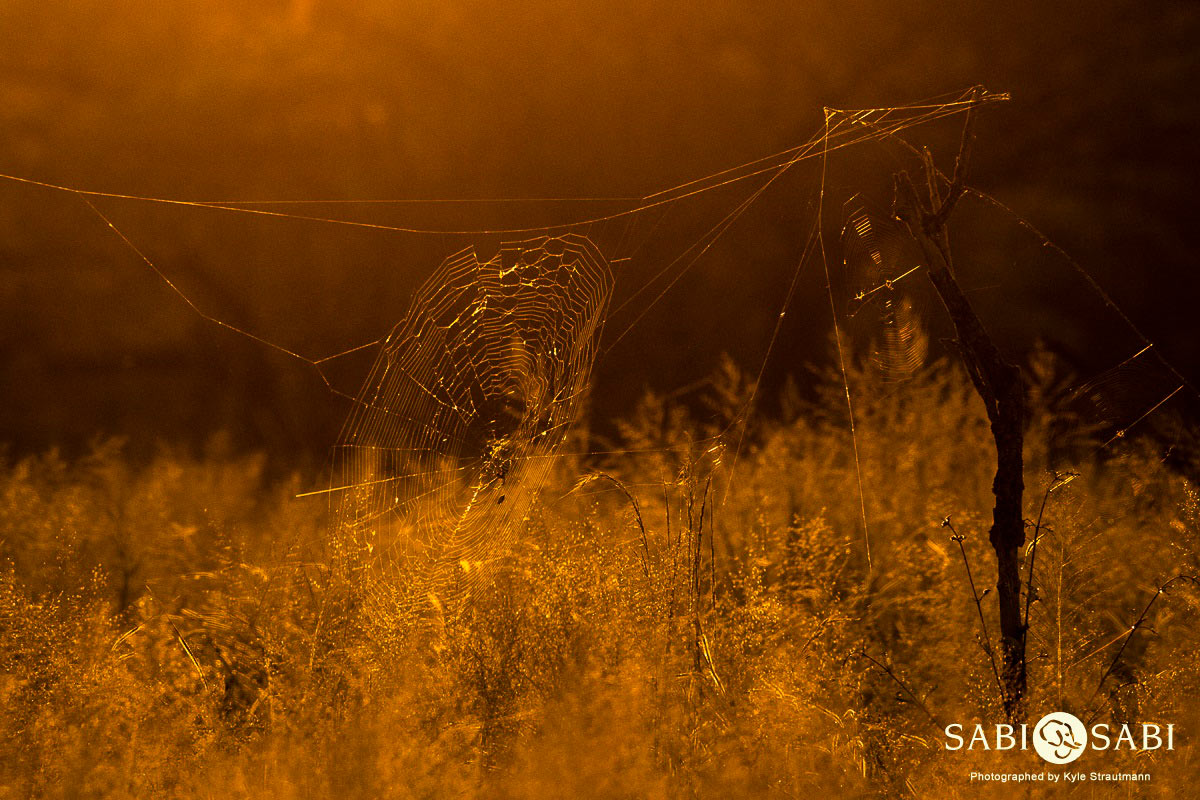 Kyle 01 Feb 2017 Spider Web SunRise 2 Final Kyle 01 Feb 2017 Spider Web SunRise 2 Final