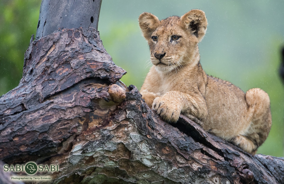 Terry Ennever Lion Cub Tree Final Terry Ennever Lion Cub Tree Final