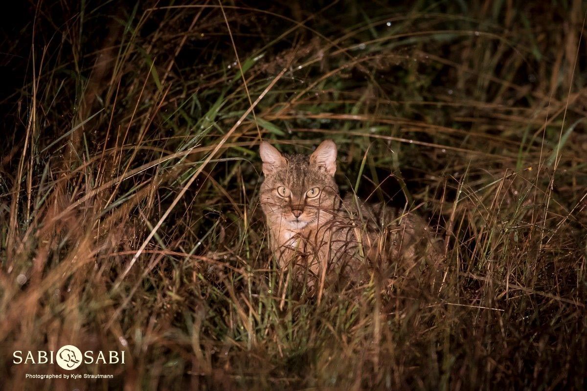 14Kyle 01 May African Wild Cat 2 Final 14Kyle 01 May African Wild Cat 2 Final