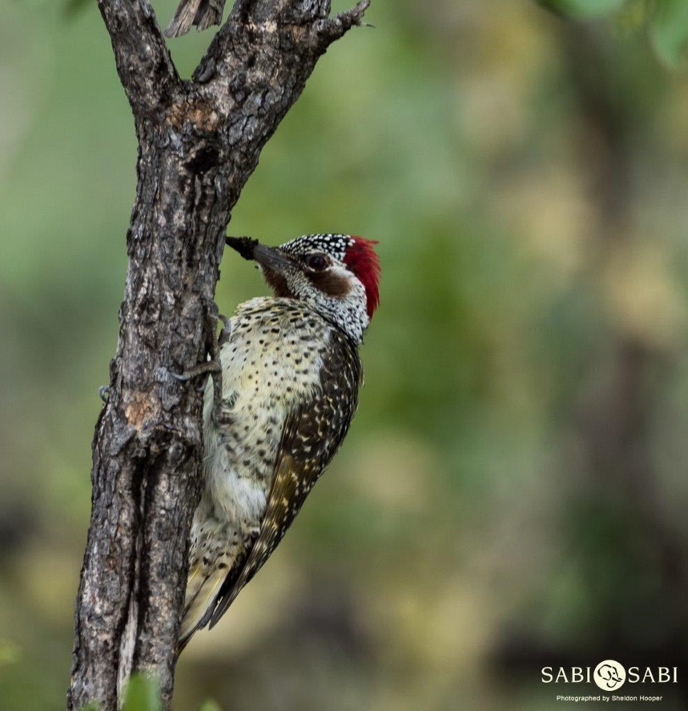15Sheldon Hooper Female Bennets Woodpecker 25 12 16 Final 15Sheldon Hooper Female Bennets Woodpecker 25 12 16 Final