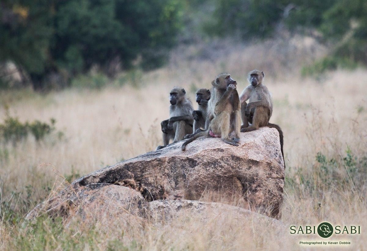 16Kevan Dobbie Baboon 01 Final 16Kevan Dobbie Baboon 01 Final