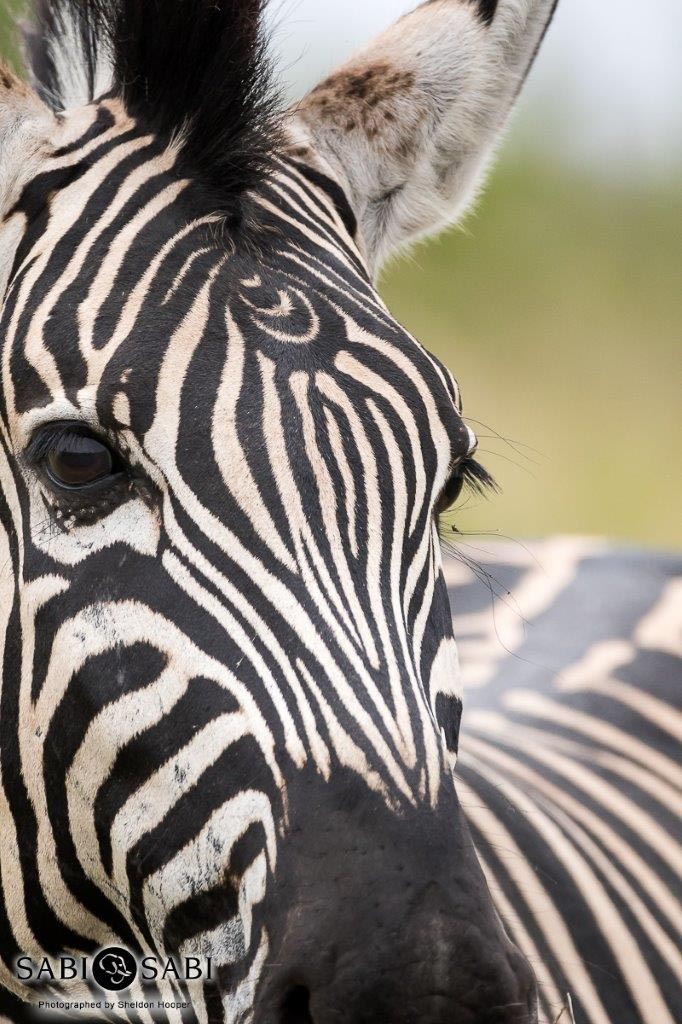 zebra hopper