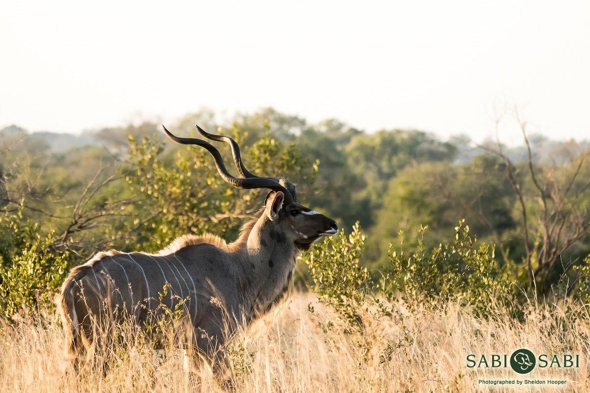 21Sheldon Hooper Kudu 19 05 17 Final 21Sheldon Hooper Kudu 19 05 17 Final