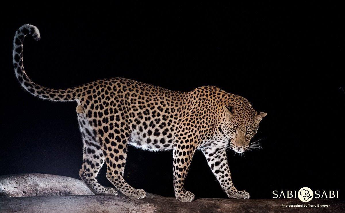 32Terry Ennever Max WD 15417 3 Final 32Terry Ennever Max WD 15417 3 Final