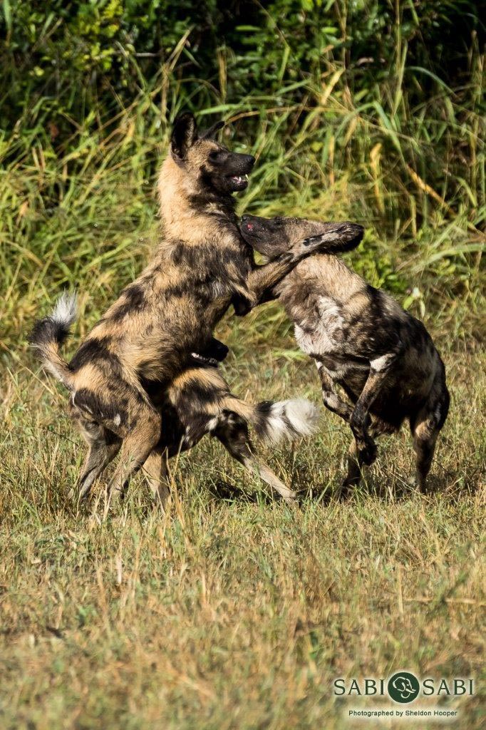 39Sheldon Hooper Dogs 02 05 17 4 Final