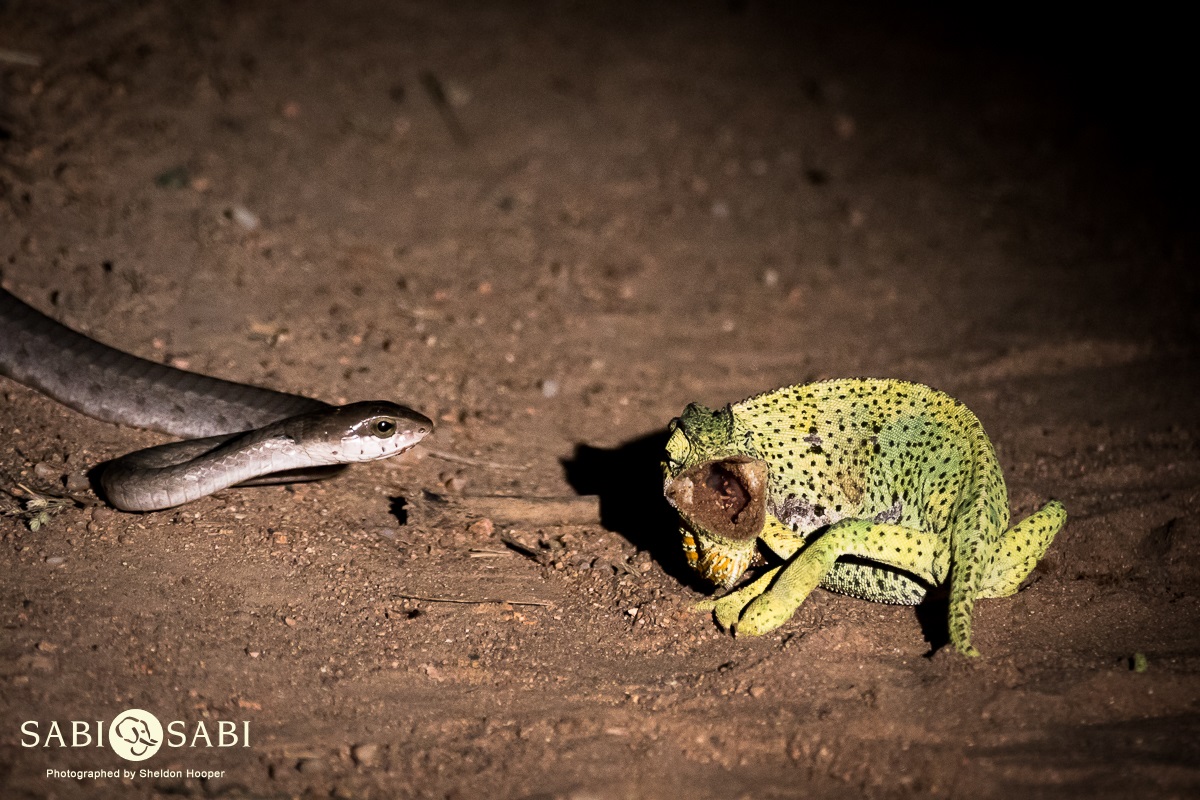 Sheldon Hooper Boomslang Vs Chameleon Final Sheldon Hooper Boomslang Vs Chameleon Final