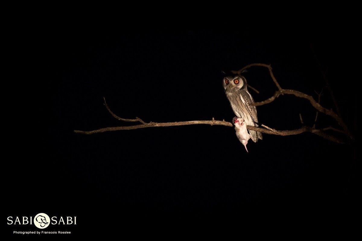 04Franscois Rosslee White Faced Owl Final 04Franscois Rosslee White Faced Owl Final