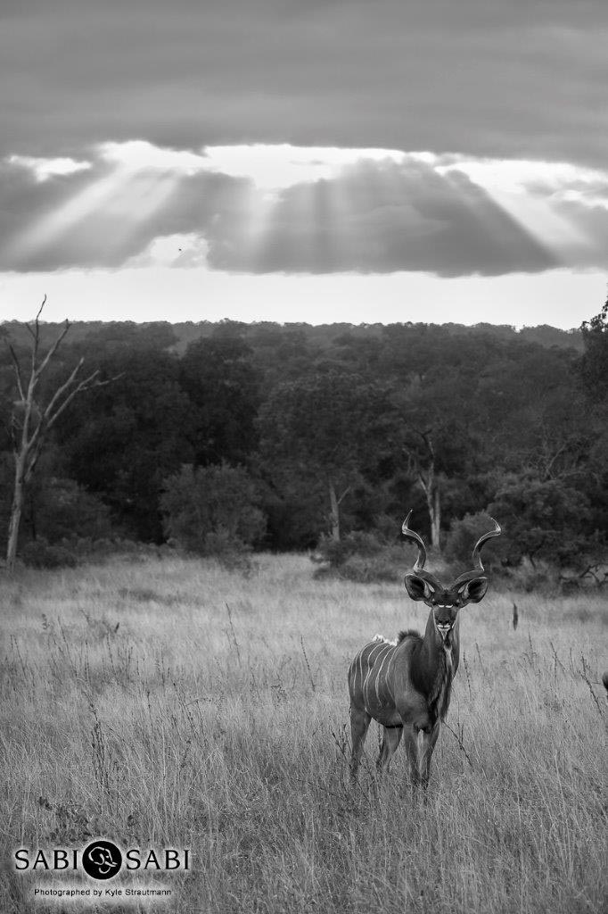 05Kyle 01 May Kudu Sunrise Final 05Kyle 01 May Kudu Sunrise Final