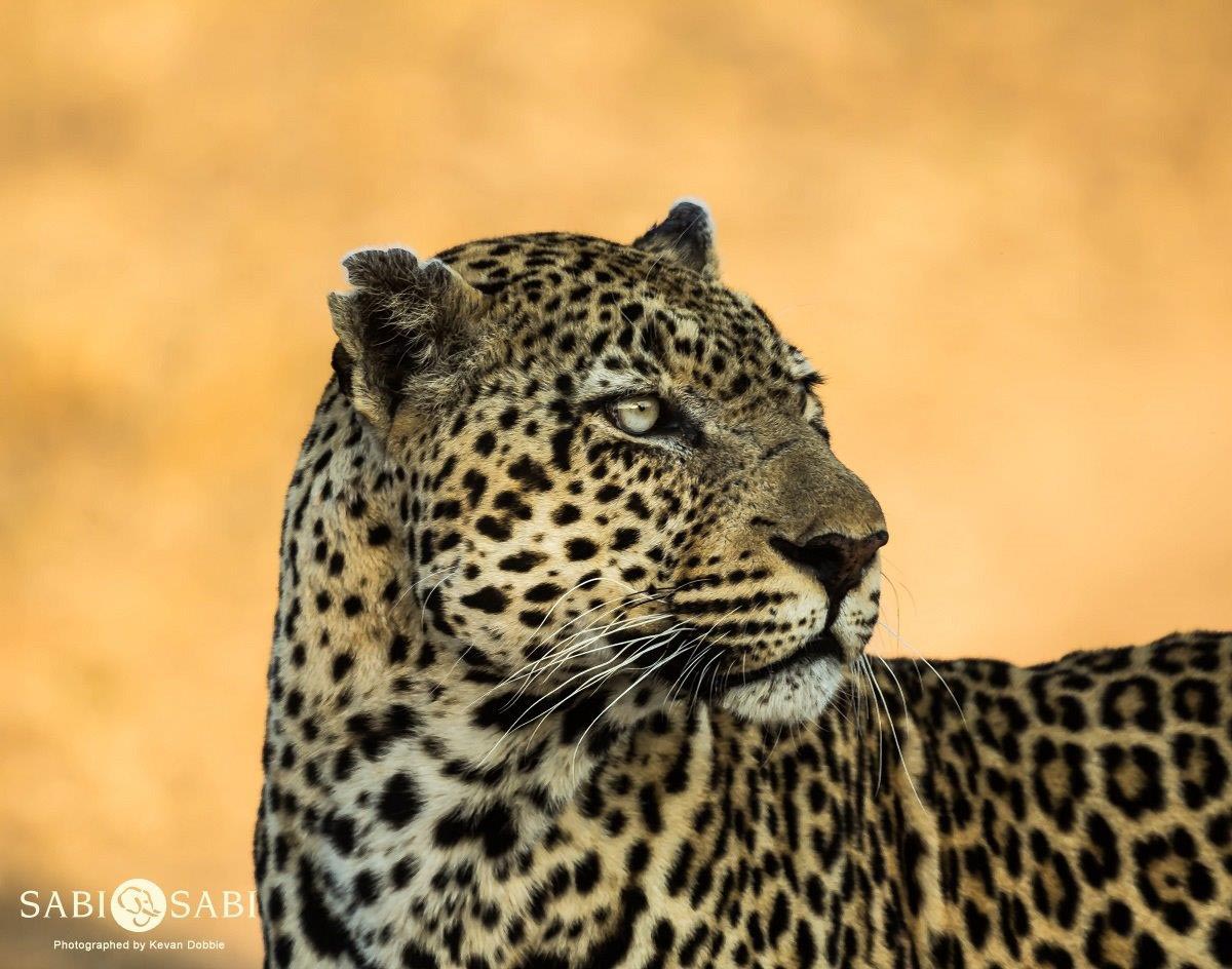 15Kevan Dobbie Kashan 21.06.6 Final