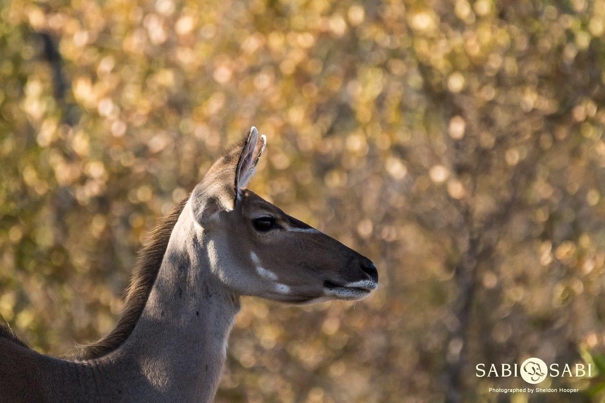 22Sheldon Hooper Kudu 11 06 17 Final 22Sheldon Hooper Kudu 11 06 17 Final