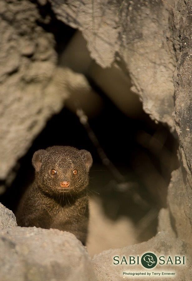 27Terry Ennever Dwarf Mongoose 2 Final 27Terry Ennever Dwarf Mongoose 2 Final