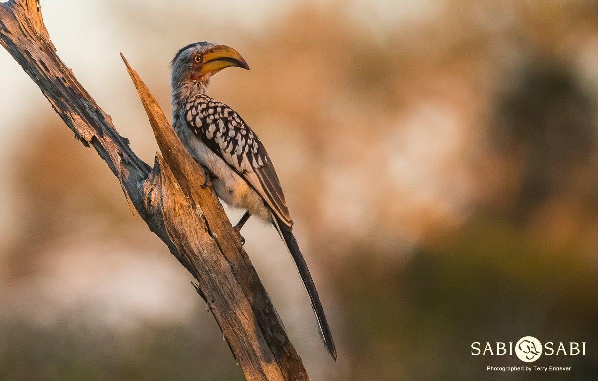 28Terry Ennever Hornbill Sunset Final 28Terry Ennever Hornbill Sunset Final