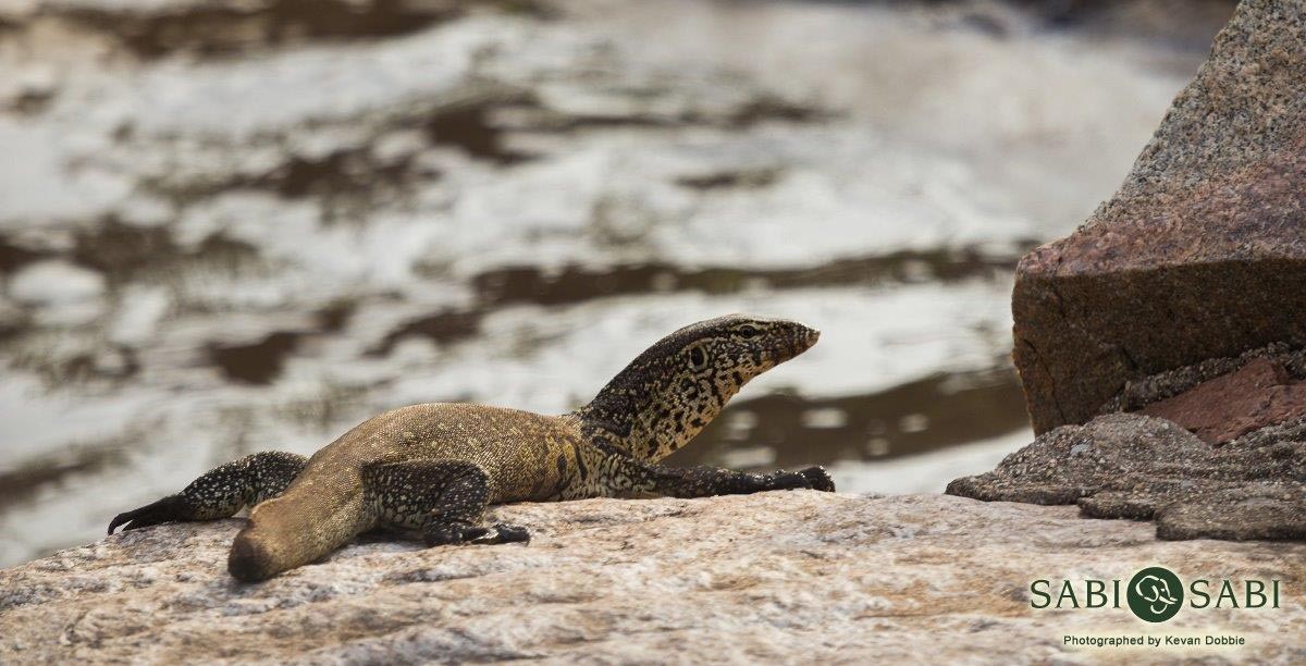 29Kevan Dobbie W Monitor 03 Final