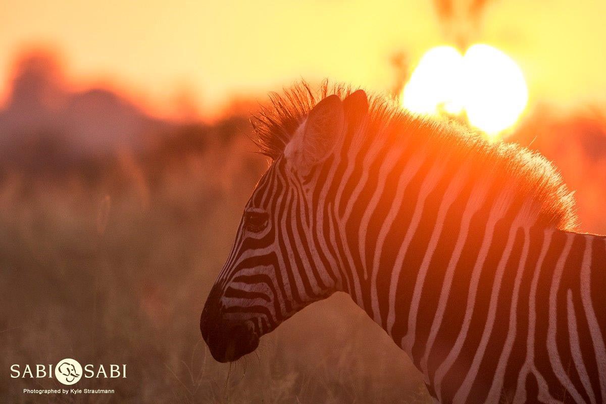 35Kyle 4 May Zebra Sunset 3 Final 35Kyle 4 May Zebra Sunset 3 Final