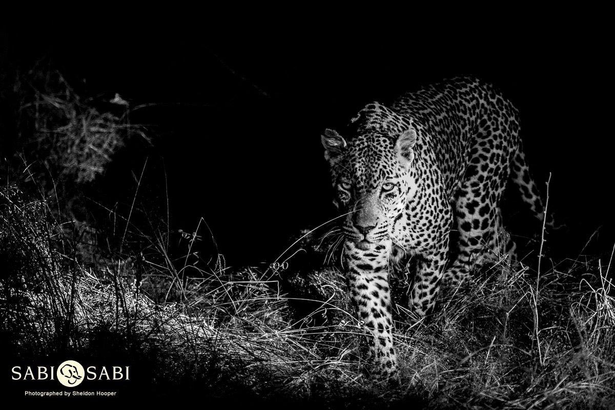 36Sheldon Hooper Kashan17 06 17 2 Final