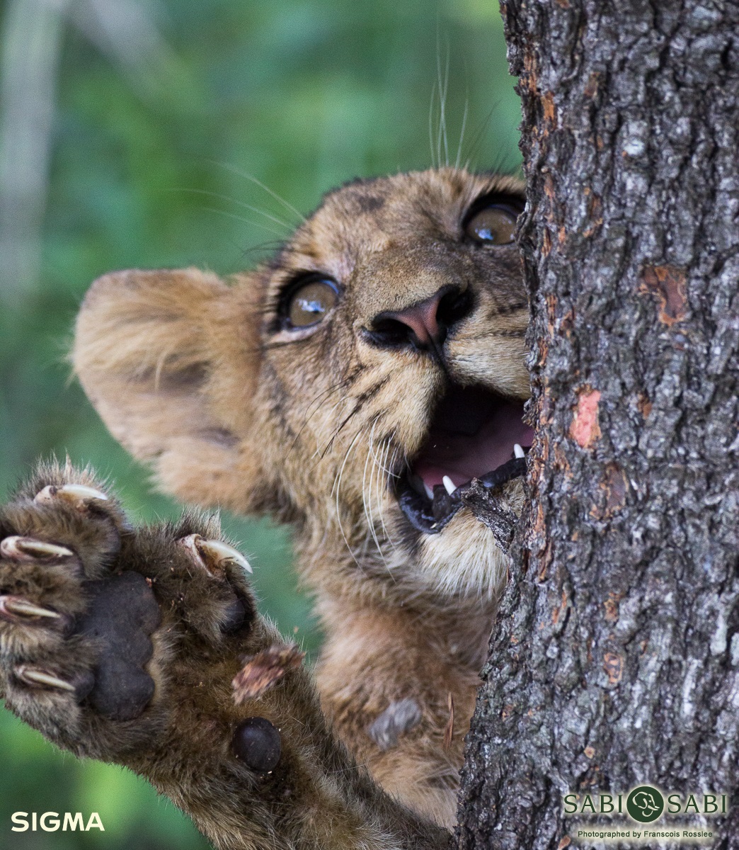 Franscois Rosslee Lioncub Final Franscois Rosslee Lioncub Final