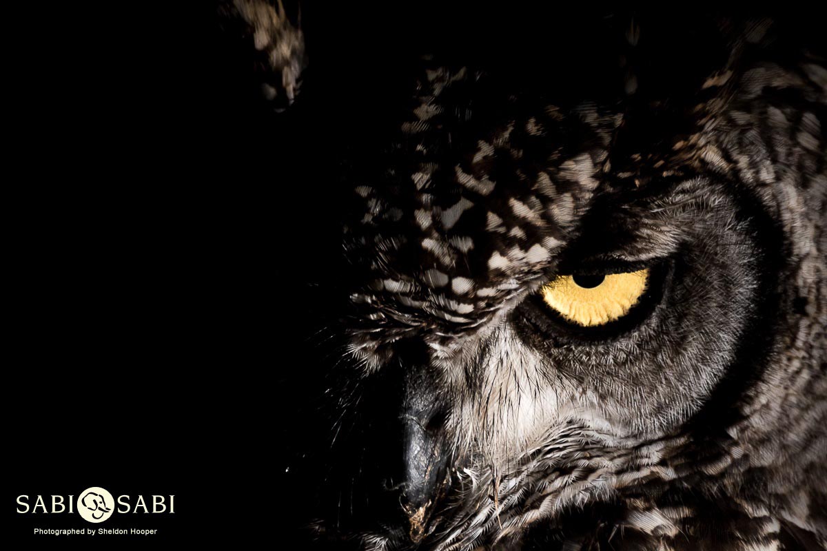 Sheldon Hooper Spotted Eagle Owl 24 04 17 Final Sheldon Hooper Spotted Eagle Owl 24 04 17 Final