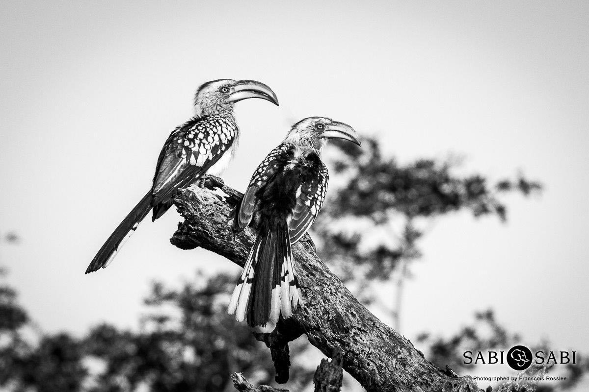 03Franscois Rosslee Hornbill 1 Final 03Franscois Rosslee Hornbill 1 Final