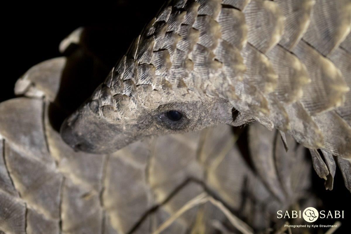 04Kyle 23 July Pangolin 13 Final 04Kyle 23 July Pangolin 13 Final