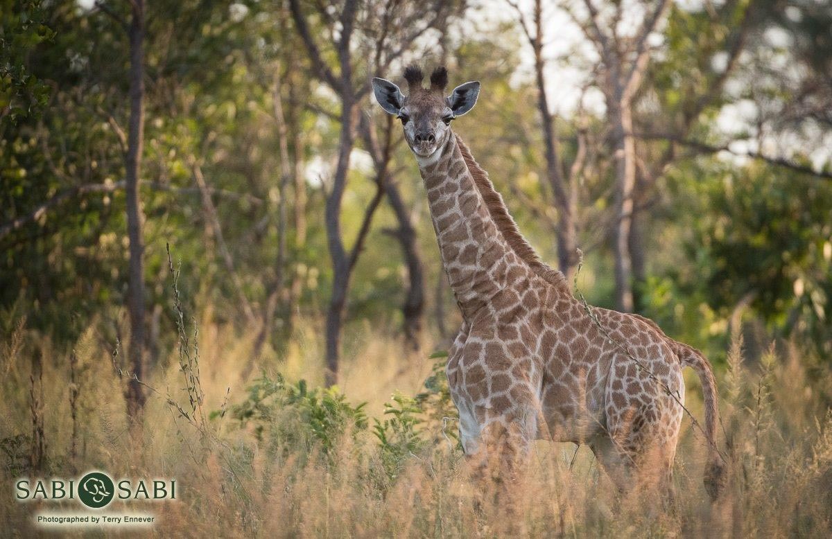 07Terry Ennever Giraffe Calf Final 07Terry Ennever Giraffe Calf Final