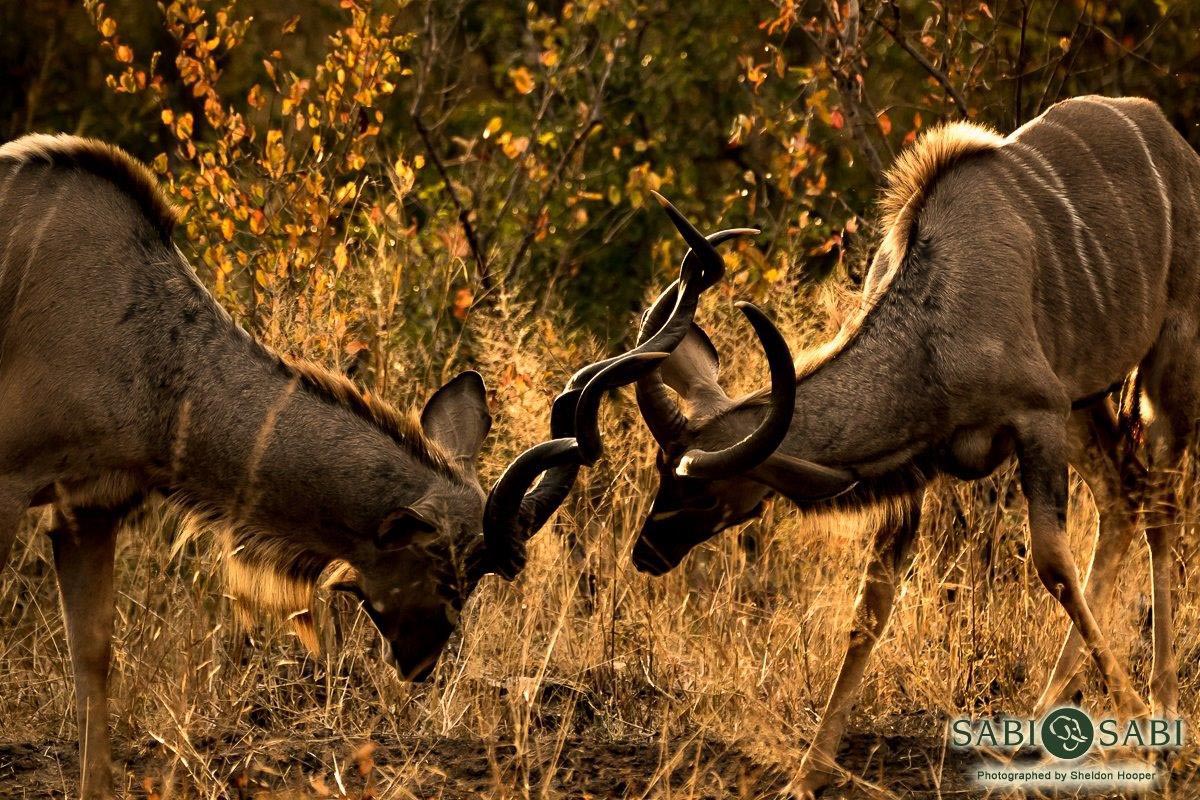 08Sheldon Hooper Kudu 02 07 17 Final 08Sheldon Hooper Kudu 02 07 17 Final