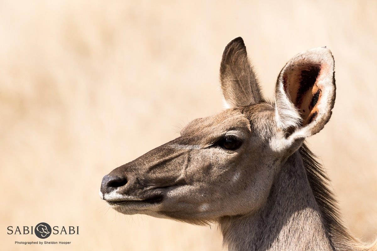 19Sheldon Hooper Kudu 11 07 17 Final 19Sheldon Hooper Kudu 11 07 17 Final