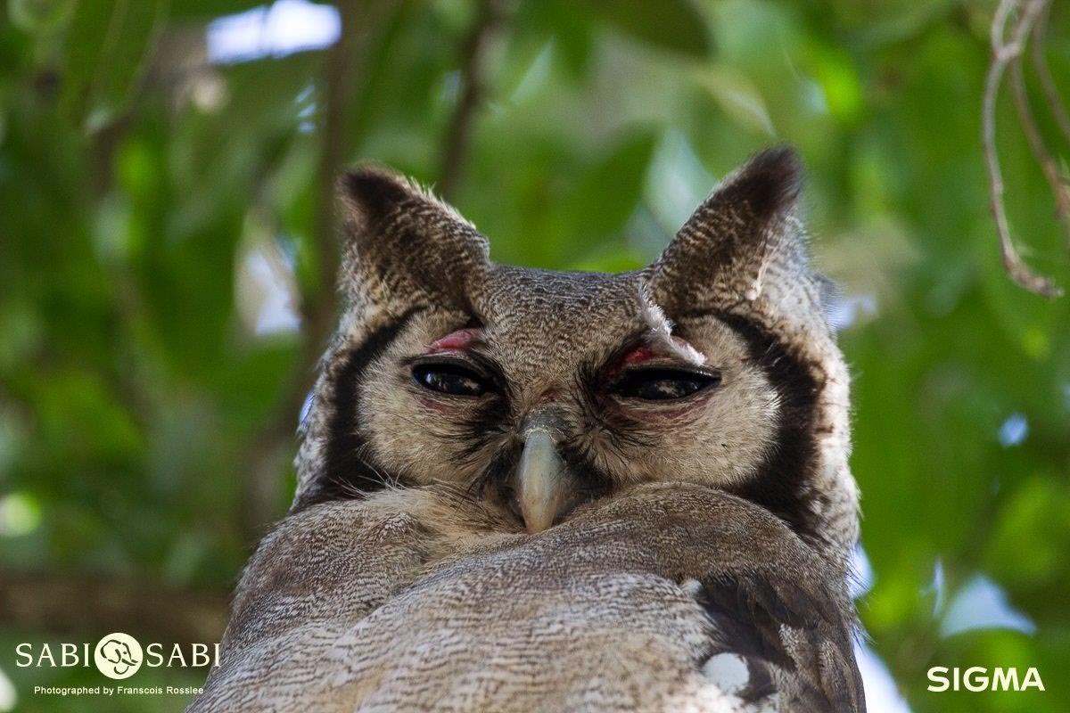 23Franscois Rosslee GiantOwl1 1 Of 1 Final 23Franscois Rosslee GiantOwl1 1 Of 1 Final