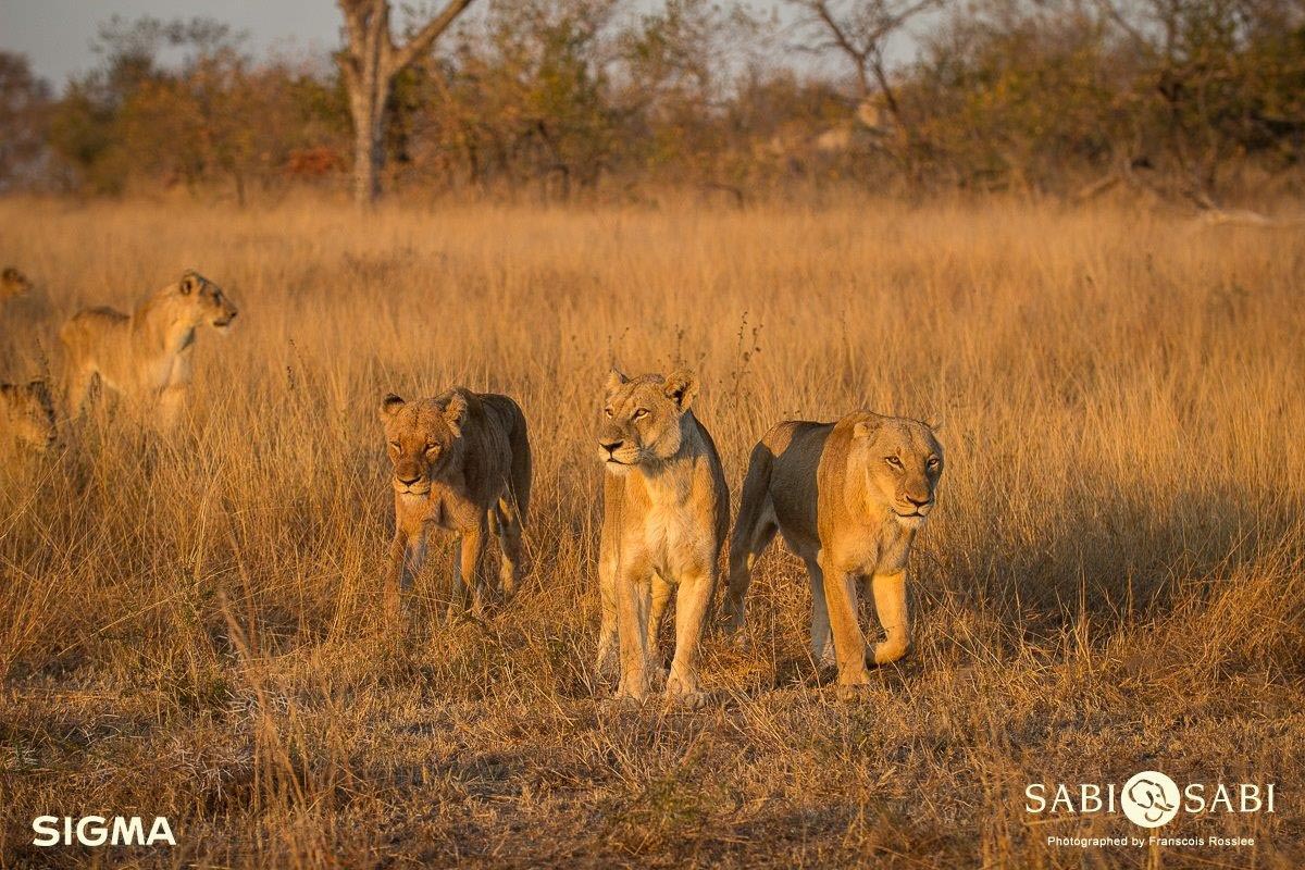 25Franscois Rosslee Sp1 1 Of 1 Final