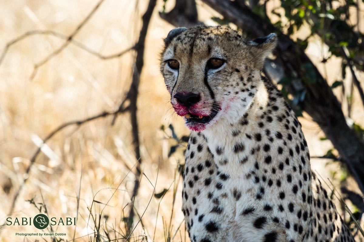 35Kevan Dobbie Cheetah 002 Final