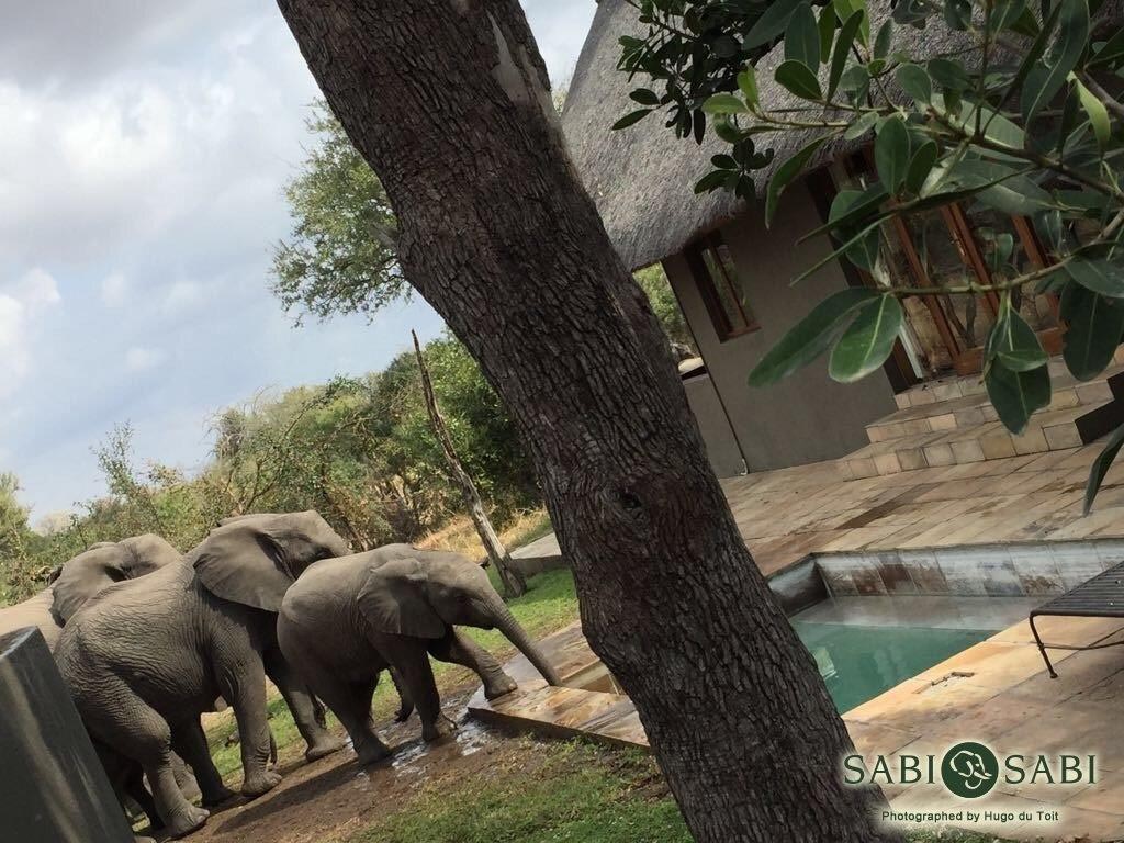 09Hugo Du Toit Ele Ivory 1 Final