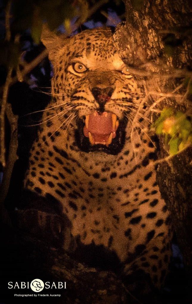 15Frederik Aucamp Max Final