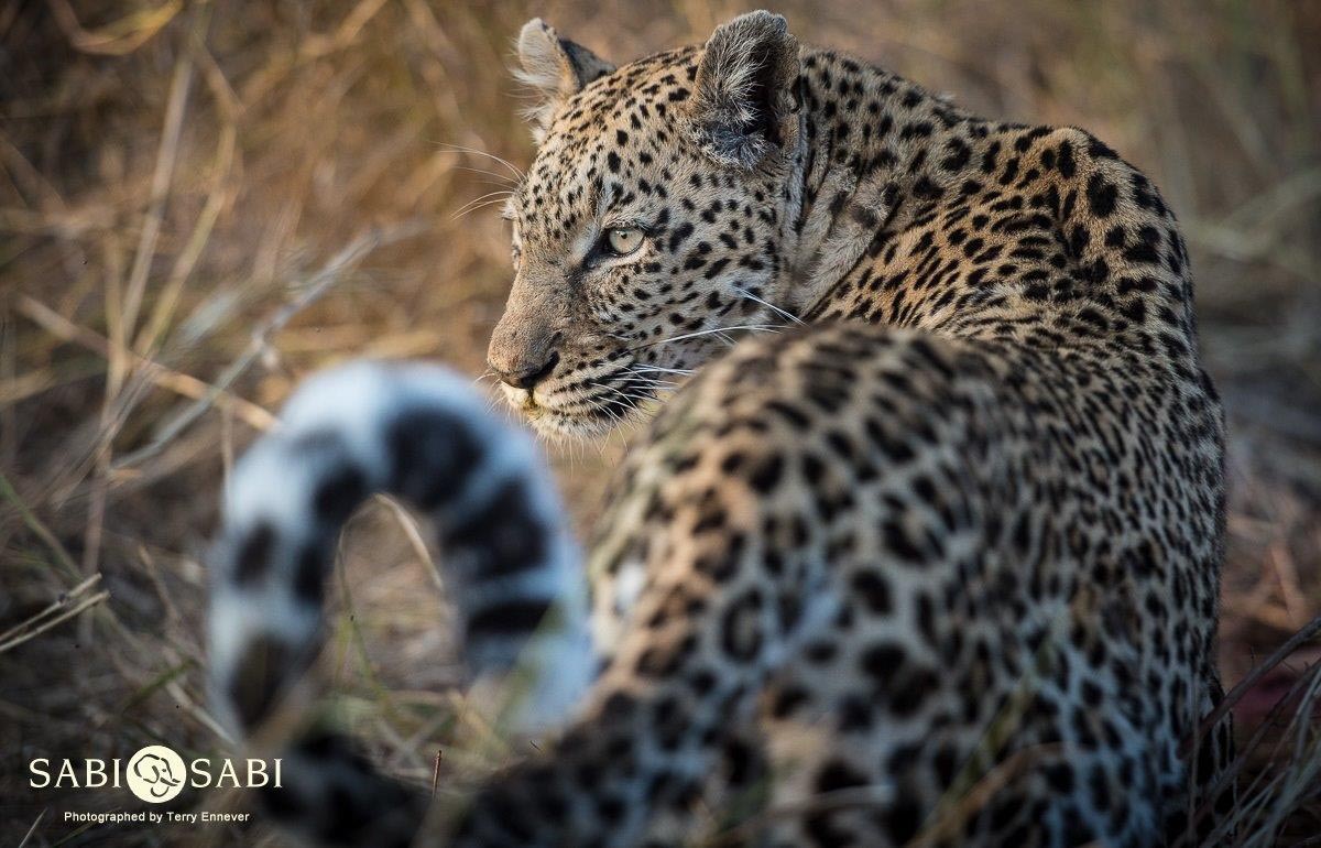 29Terry Ennever Hyena And LBC 10817 1 Final